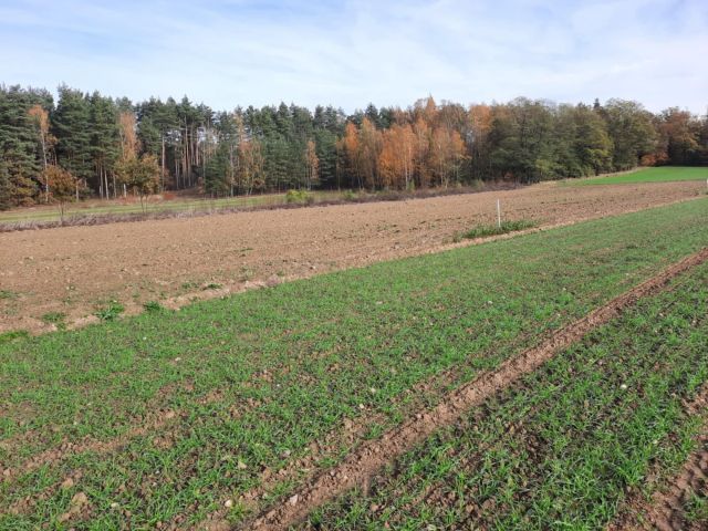 Działka budowlana Ocice, ul. Kolonia Pietruszka. Zdjęcie 1