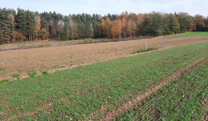 Działka budowlana Ocice, ul. Kolonia Pietruszka