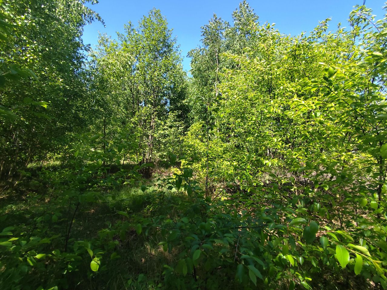 Działka inna Wólka Grodziska. Zdjęcie 4