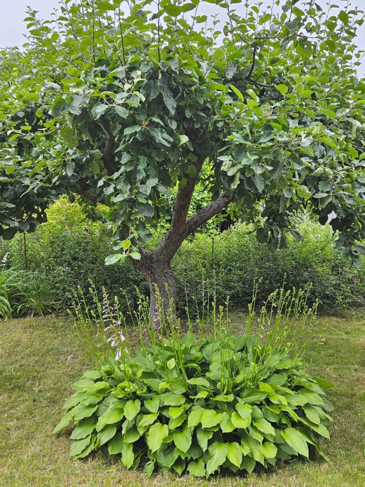 Działka rod Warszawa. Zdjęcie 4