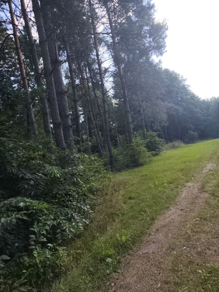 Działka leśna Iły. Zdjęcie 5