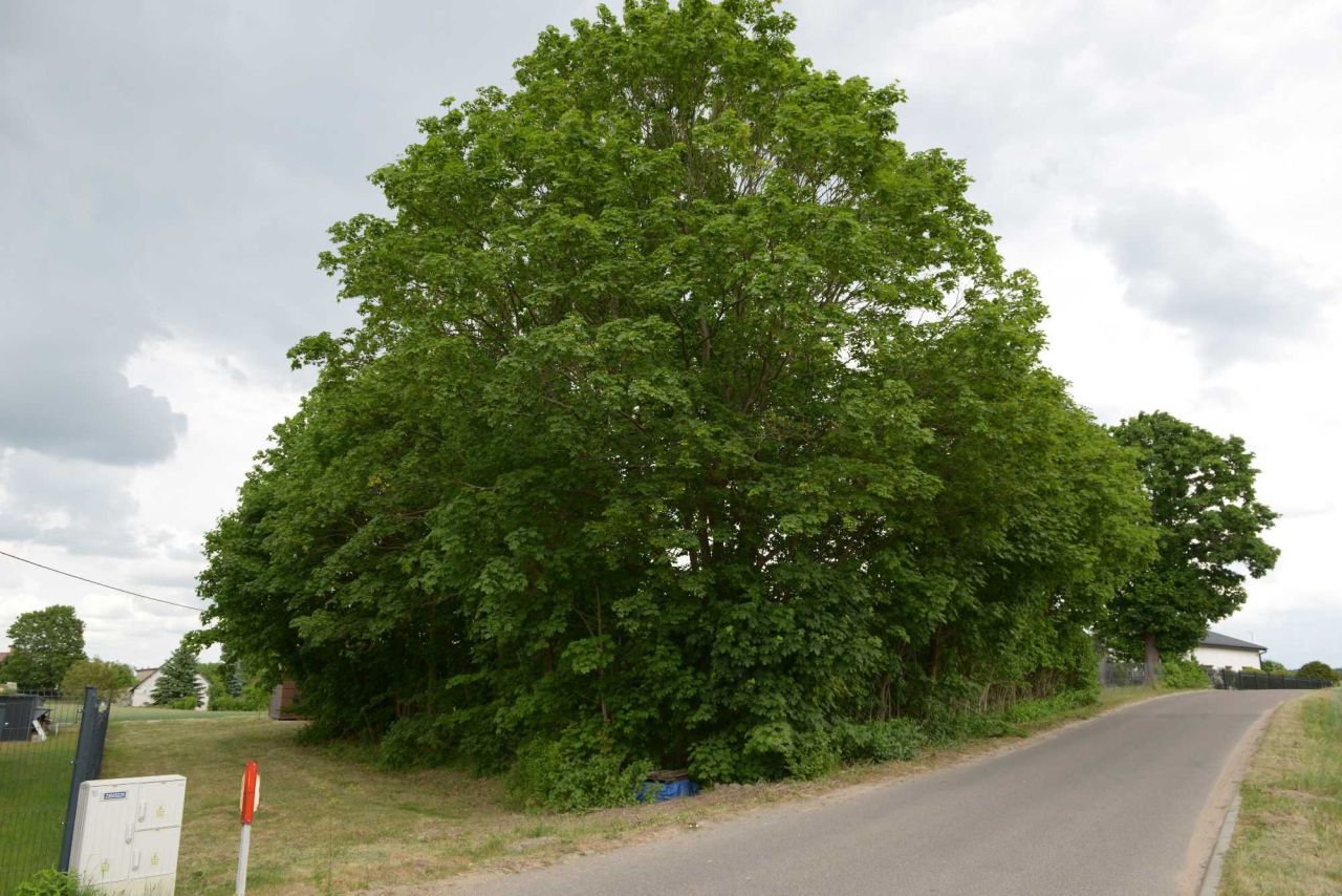 Działka rekreacyjna Osetno. Zdjęcie 2