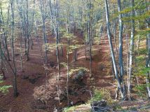 Działka leśna Cichawka. Zdjęcie 1