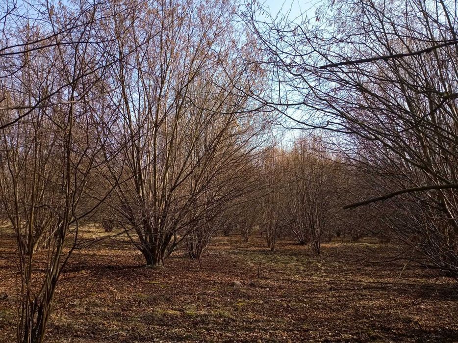 Działka siedliskowa Puszcza Mariańska. Zdjęcie 5