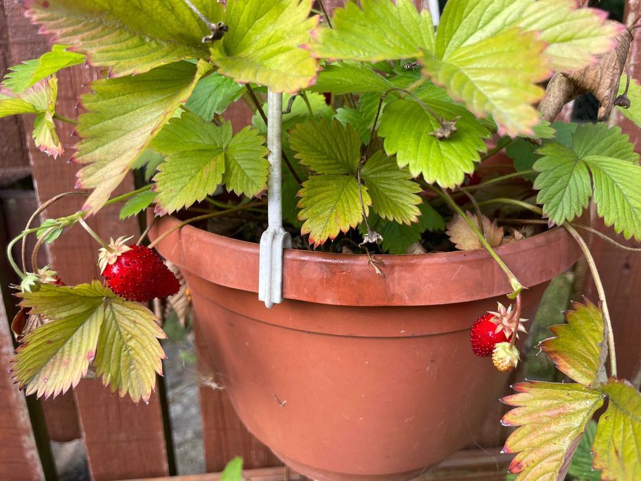 Działka rod Obory, ul. Literatów. Zdjęcie 3