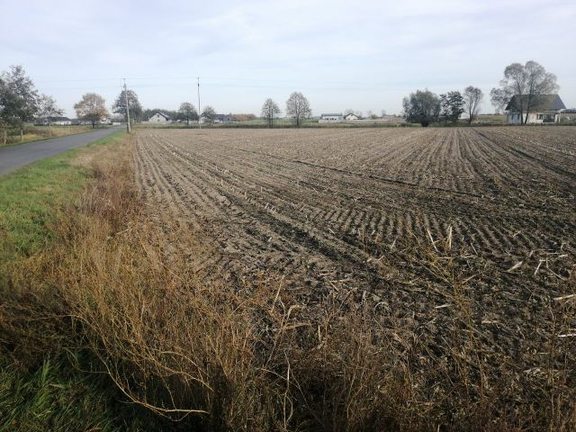 Działka budowlana Stara Dąbrowa. Zdjęcie 1