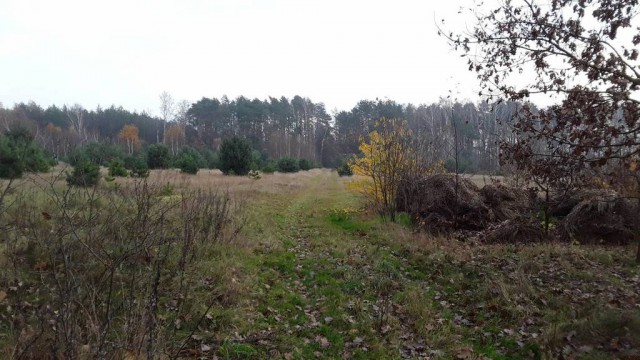 Działka rolno-budowlana Lesieniec. Zdjęcie 1
