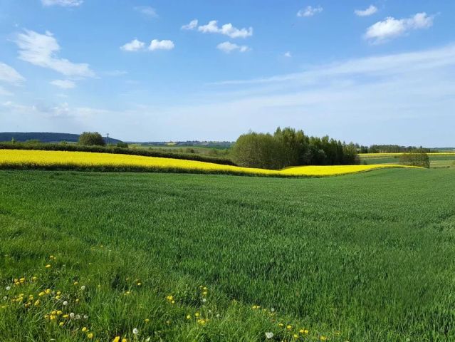 Działka rolno-budowlana Jeleniów. Zdjęcie 1