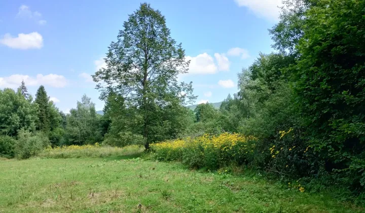 Działka siedliskowa Krzywe