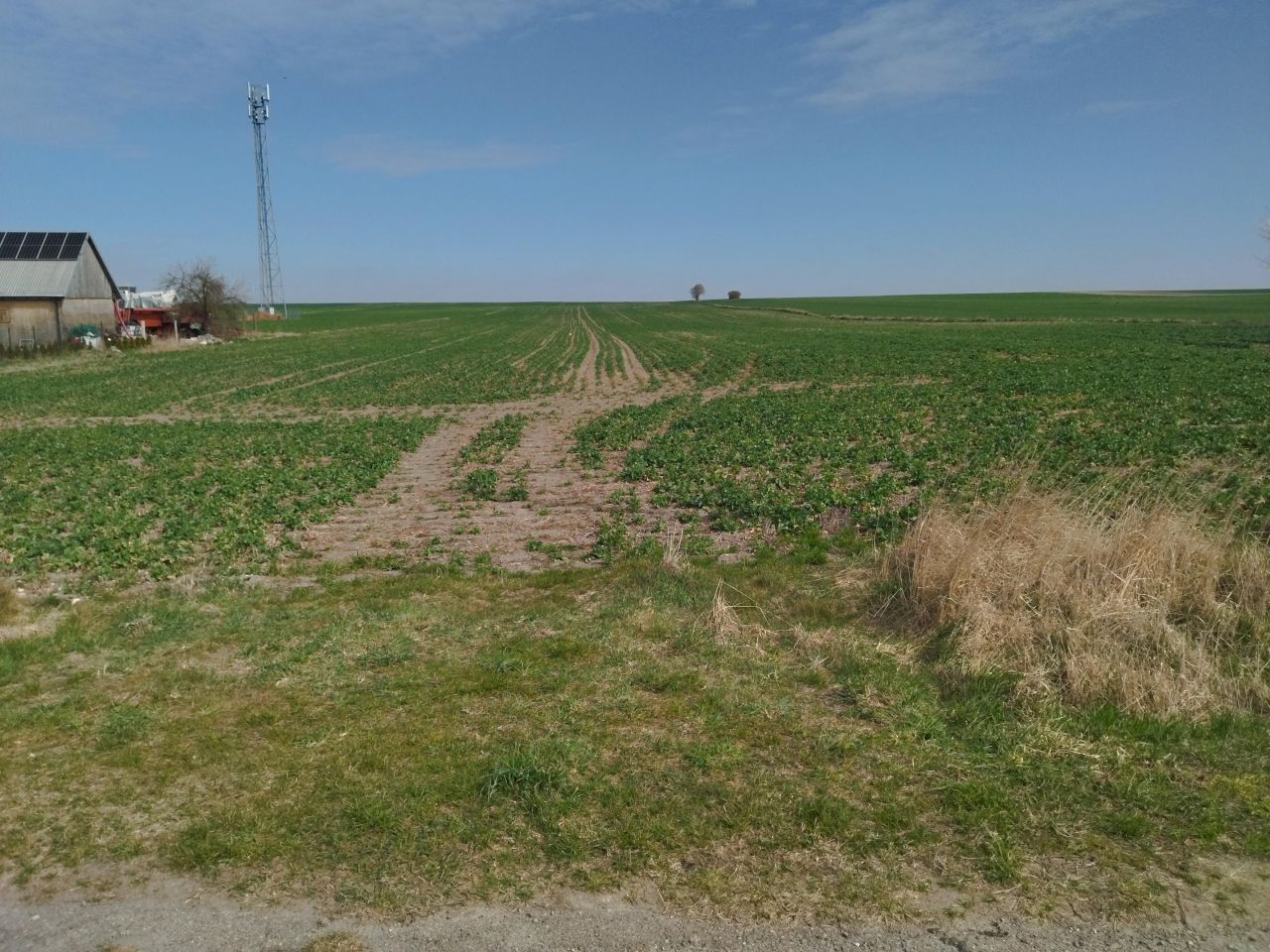 Działka rolno-budowlana Białowola Borek Białowolski. Zdjęcie 2