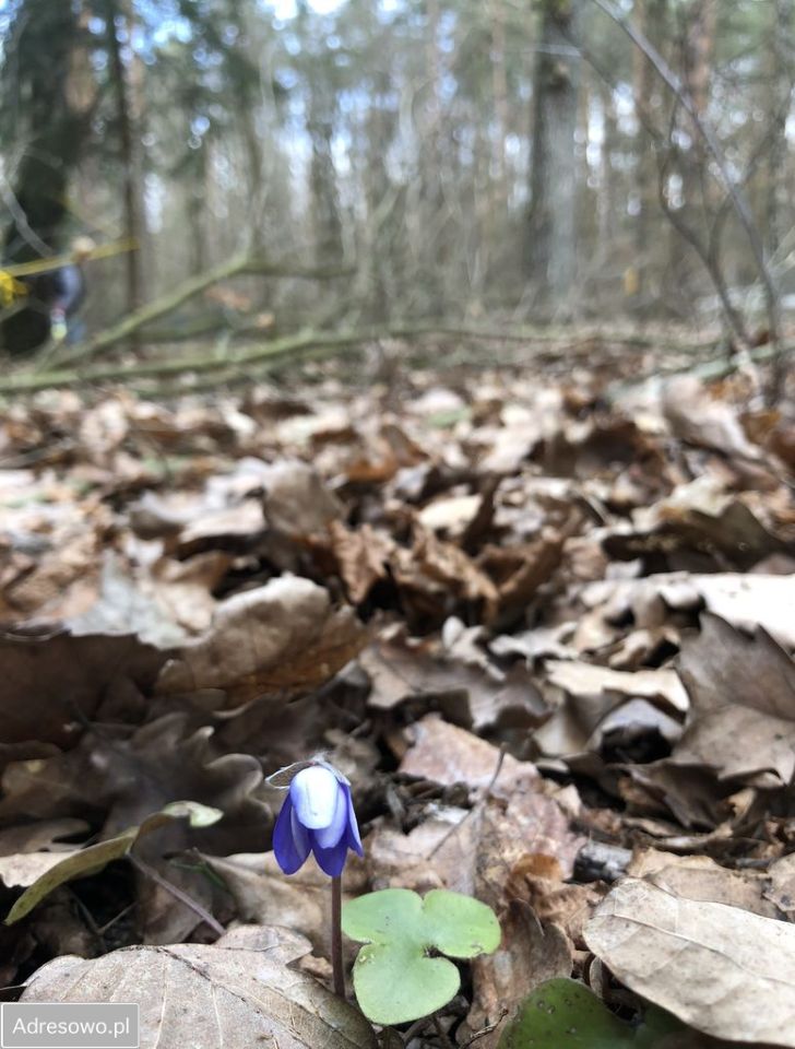 Działka budowlana Żelechów, ul. Pieńkowa. Zdjęcie 5