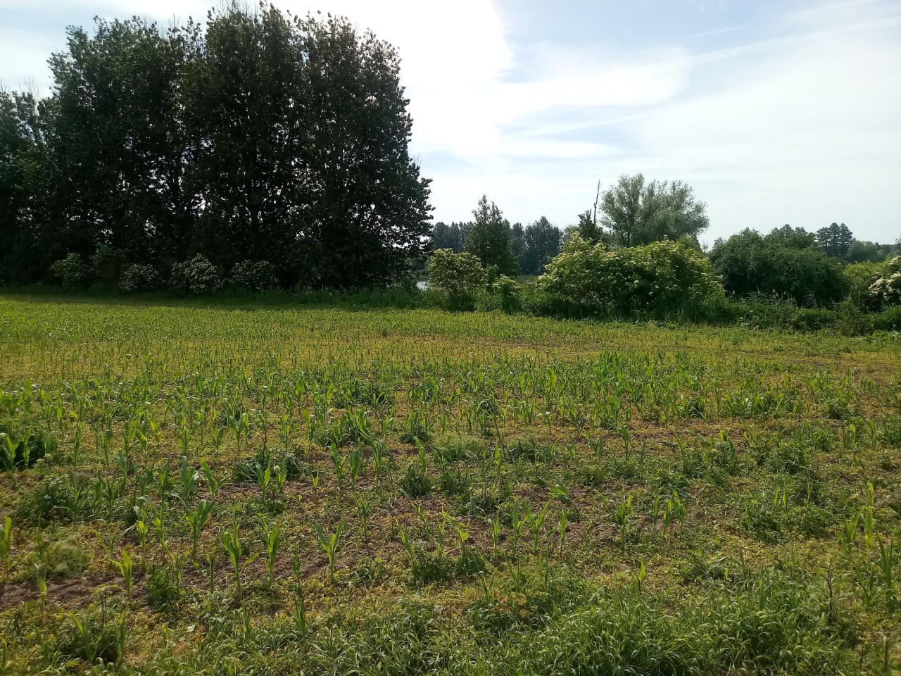 Działka rolna Boguniewo. Zdjęcie 3