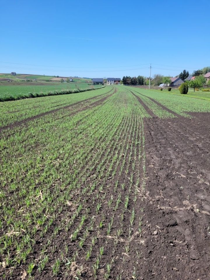 Działka budowlana Proszowice, ul. Armii "Kraków". Zdjęcie 4
