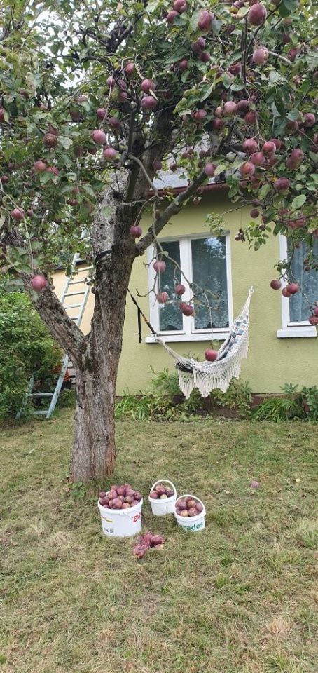 Działka rod Wodzisław Śląski, ul. Marklowicka. Zdjęcie 4