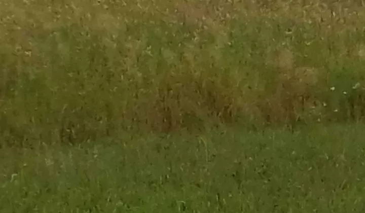 Działka siedliskowa Wierzchowisko