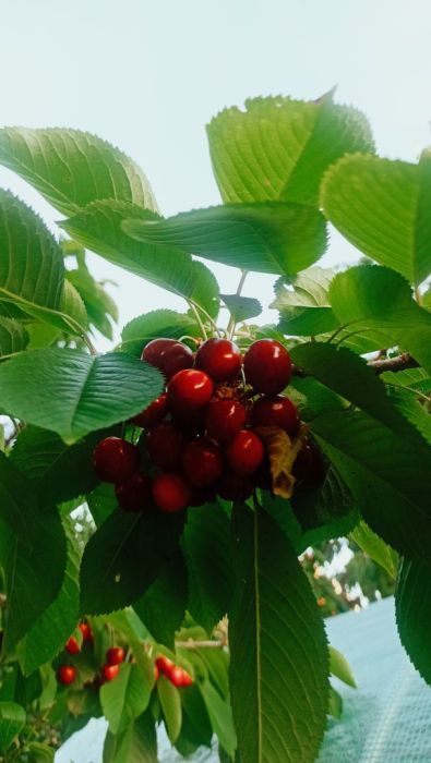 Działka rod Gdańsk Przymorze. Zdjęcie 9