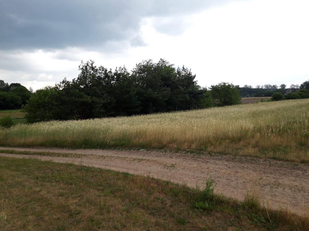 Działka rolna Świerczyna. Zdjęcie 5