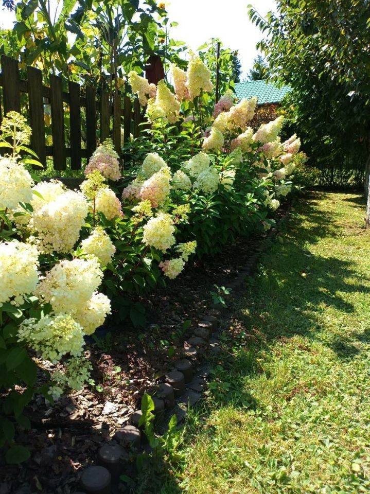 Działka rod Śrem. Zdjęcie 5