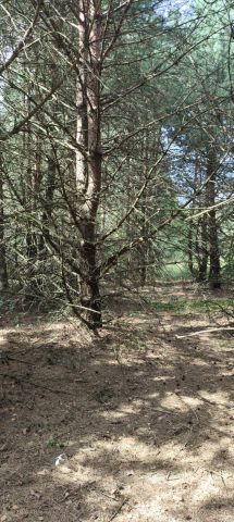 Działka rolna Ludwinowo. Zdjęcie 3