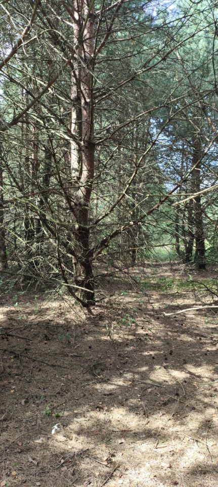 Działka rolna Ludwinowo. Zdjęcie 3