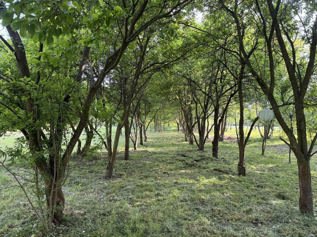 siedlisko, 10 pokoi Sobiesęki Pierwsze Wesółka, Sobiesęki Pierwsze. Zdjęcie 13