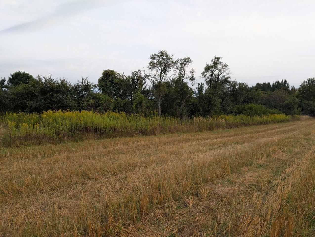 Działka budowlana Borów. Zdjęcie 4