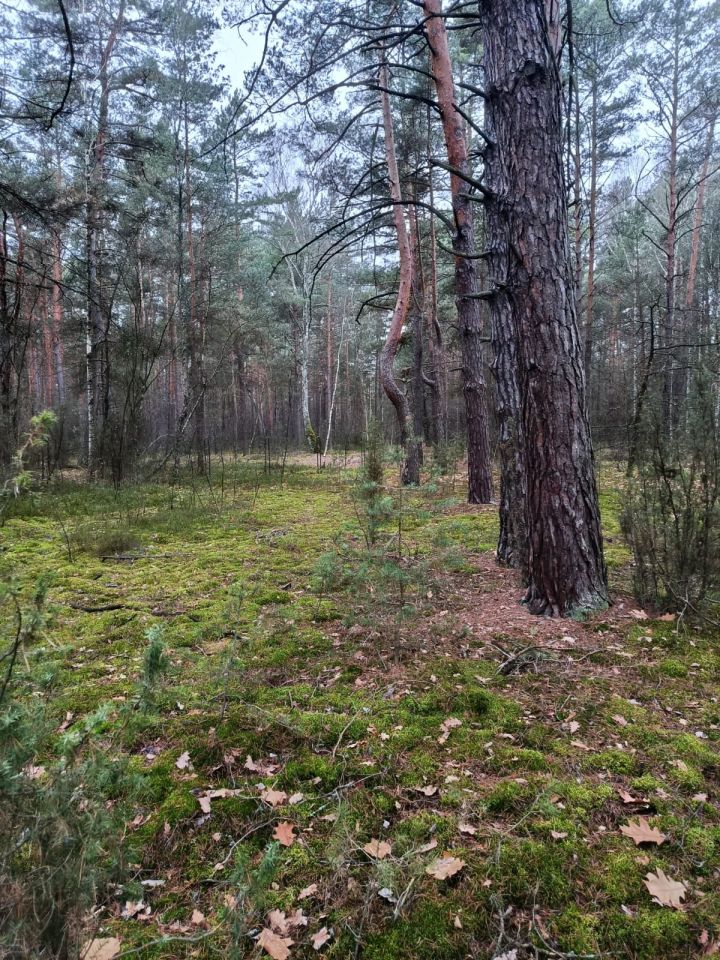 Działka leśna Osiedle Wilga, ul. Sarenek. Zdjęcie 3