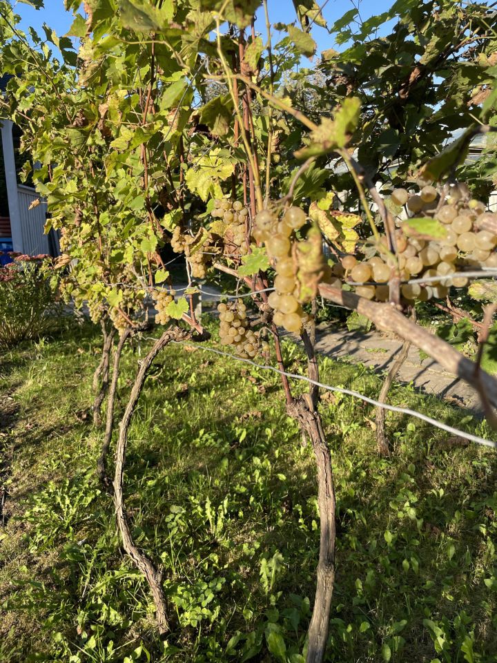 Działka rekreacyjna Kraków Bronowice, ul. Eljasza Walerego Radzikowskiego. Zdjęcie 4