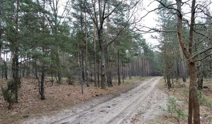 Działka rolna Budziska, ul. Ptasia