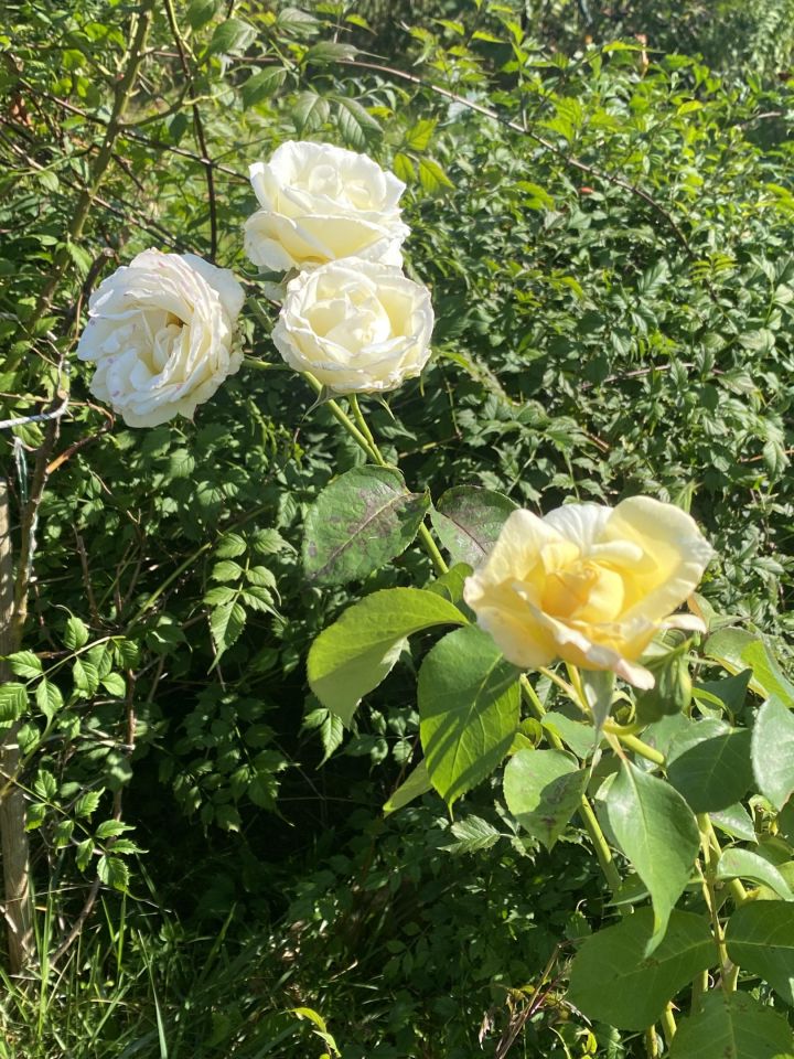 Działka rod Gdynia Mały Kack, ul. Grodnieńska. Zdjęcie 18