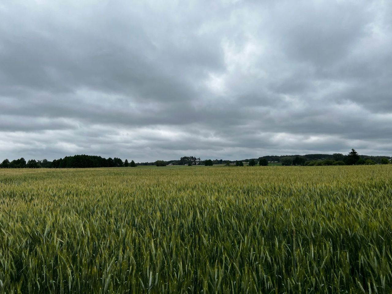 Działka budowlana Rumunki Witkowskie. Zdjęcie 2