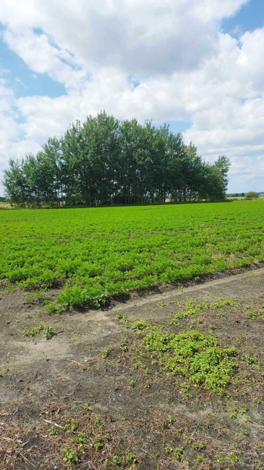 Działka budowlana Karpiny. Zdjęcie 3