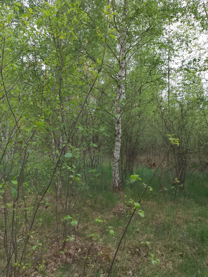 Działka rekreacyjna Adamówek, ul. Pańska. Zdjęcie 12