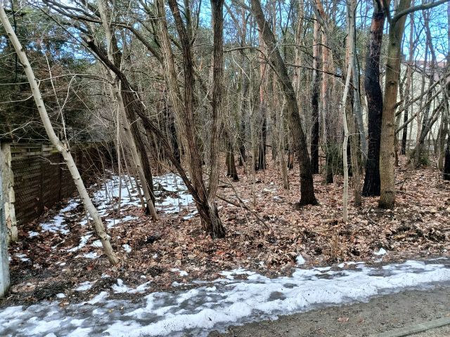 Działka leśna Legionowo, ul. Aleja Legionów. Zdjęcie 1