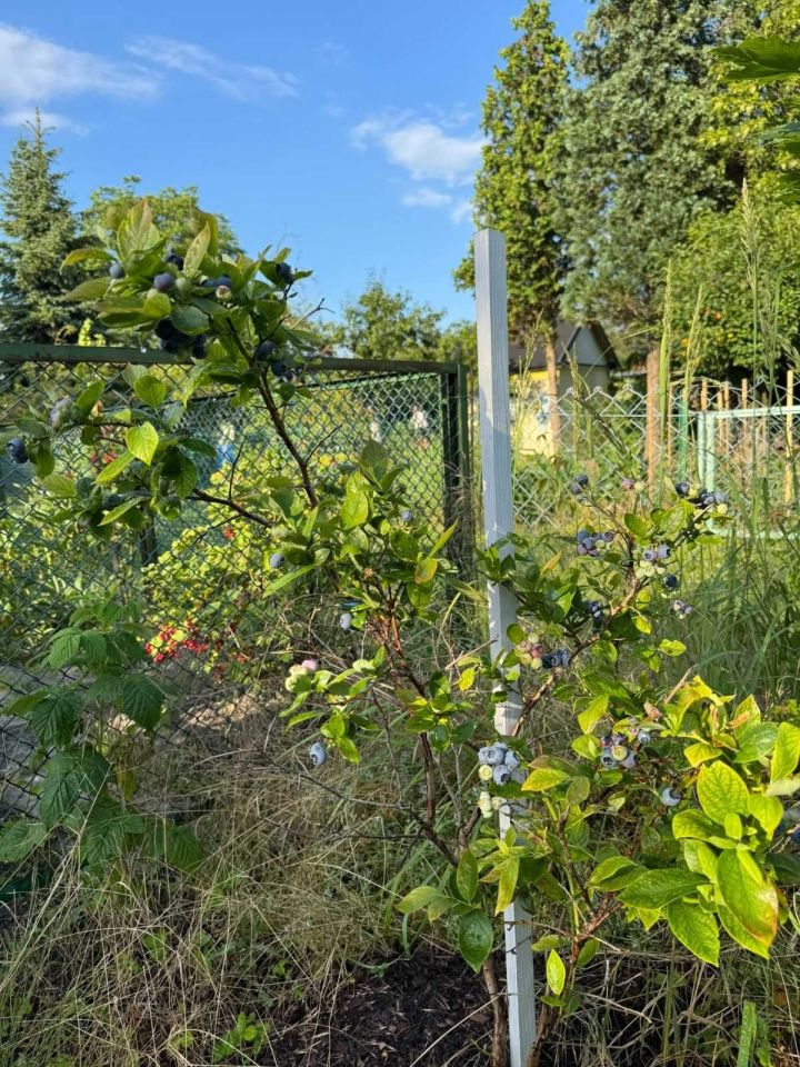 Działka rod Wrocław Krzyki. Zdjęcie 4