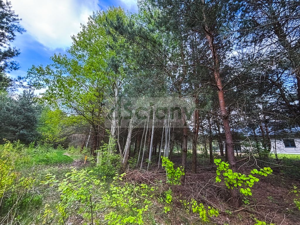 Działka budowlana Zalesie. Zdjęcie 3