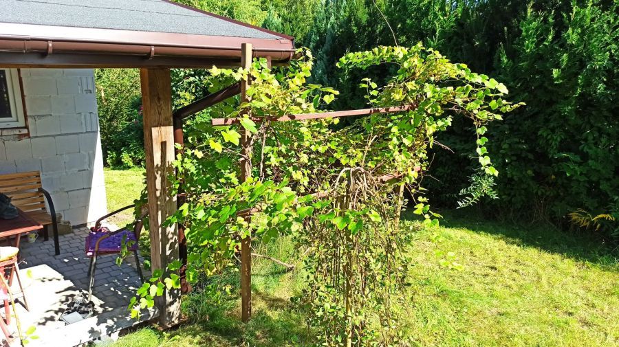 Działka rod Straszyn, ul. inż. A. Hoffmanna. Zdjęcie 10