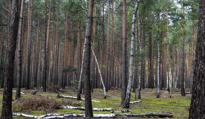 Działka inwestycyjna Cząstków Polski