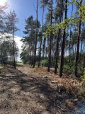 Działka leśna Kowale Kiczmachów, ul. Ożarowska. Zdjęcie 1