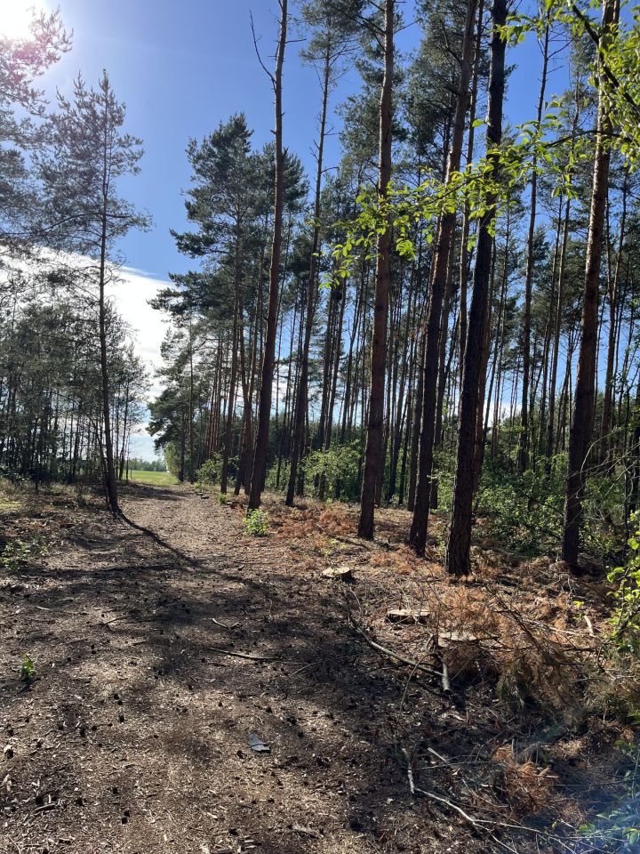 Działka leśna Kowale Kiczmachów, ul. Ożarowska. Zdjęcie 2