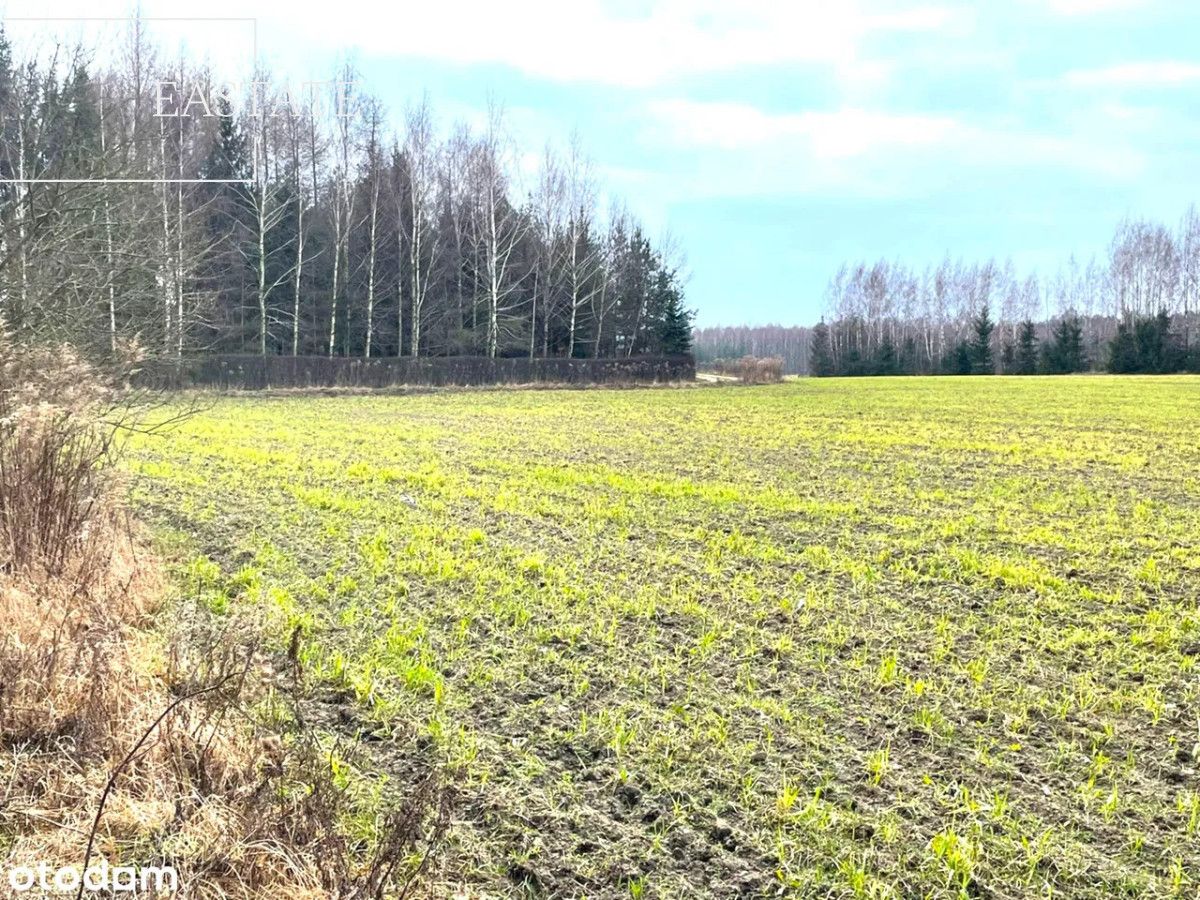 Działka inwestycyjna Harsz. Zdjęcie 2