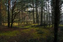 Działka leśna Turna Duża. Zdjęcie 3