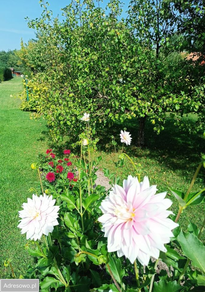 Działka rod Ostrowiec Świętokrzyski, ul. Las Rzeczki. Zdjęcie 6