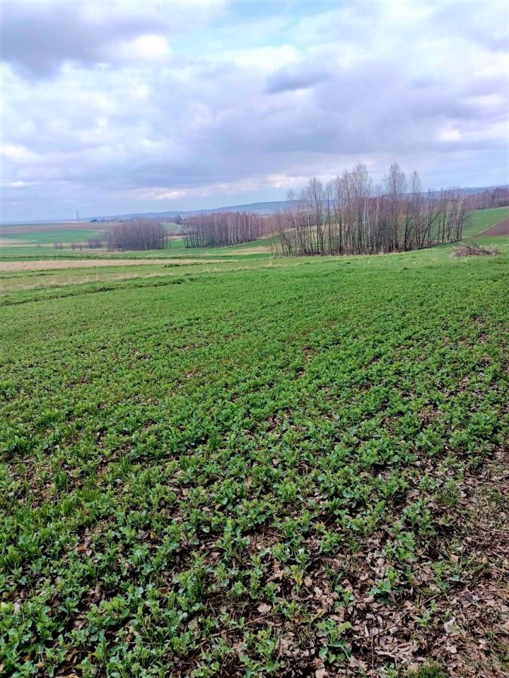 Działka rolna Niechobrz. Zdjęcie 5