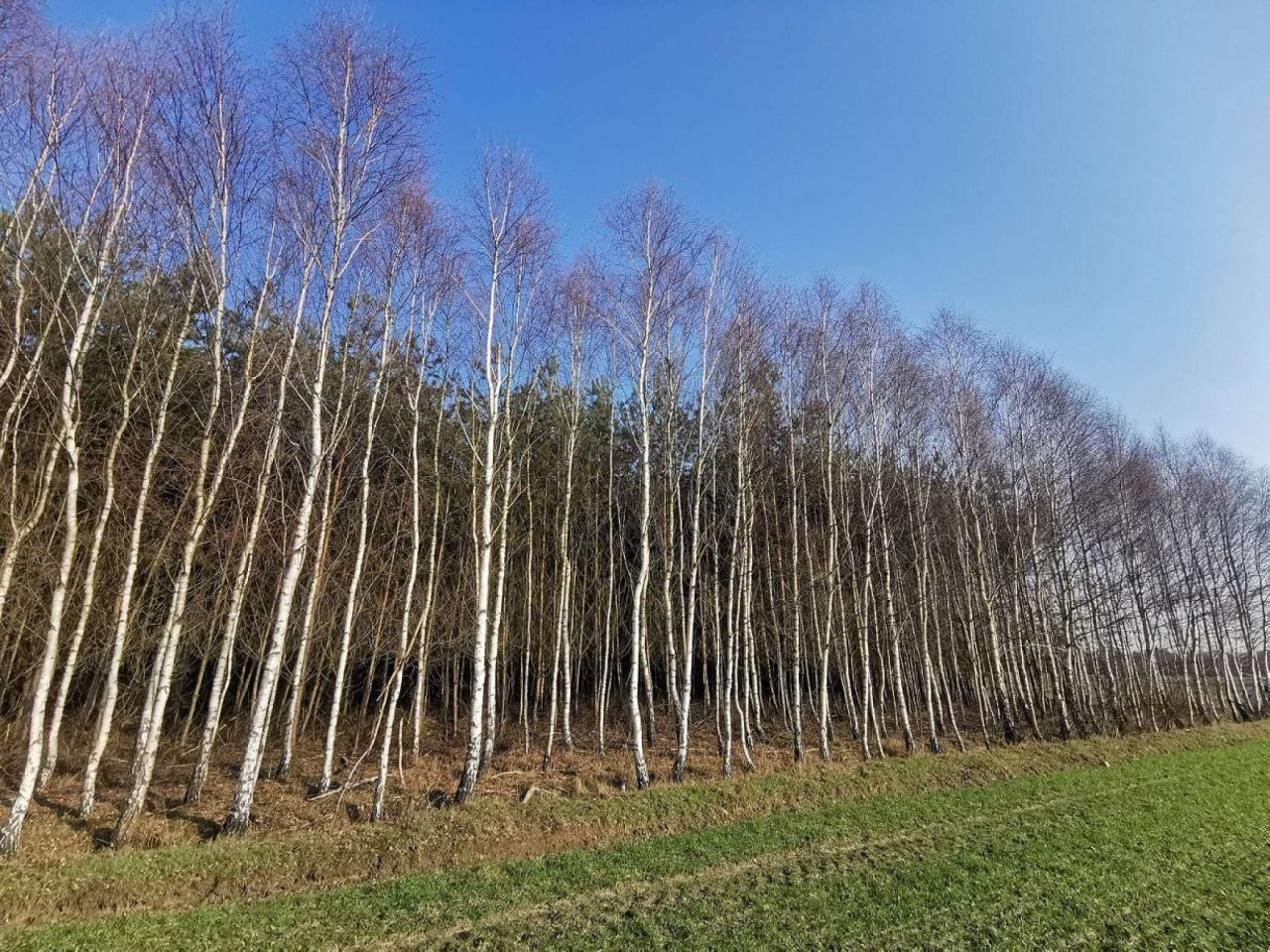 Działka leśna Czyżkowo. Zdjęcie 14