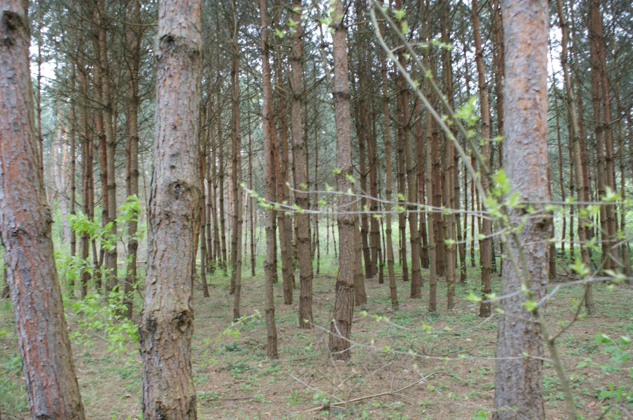 Działka rekreacyjna Czerwona Wola Myszkówka. Zdjęcie 7
