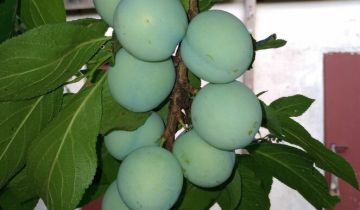 Działka budowlana Piława Górna