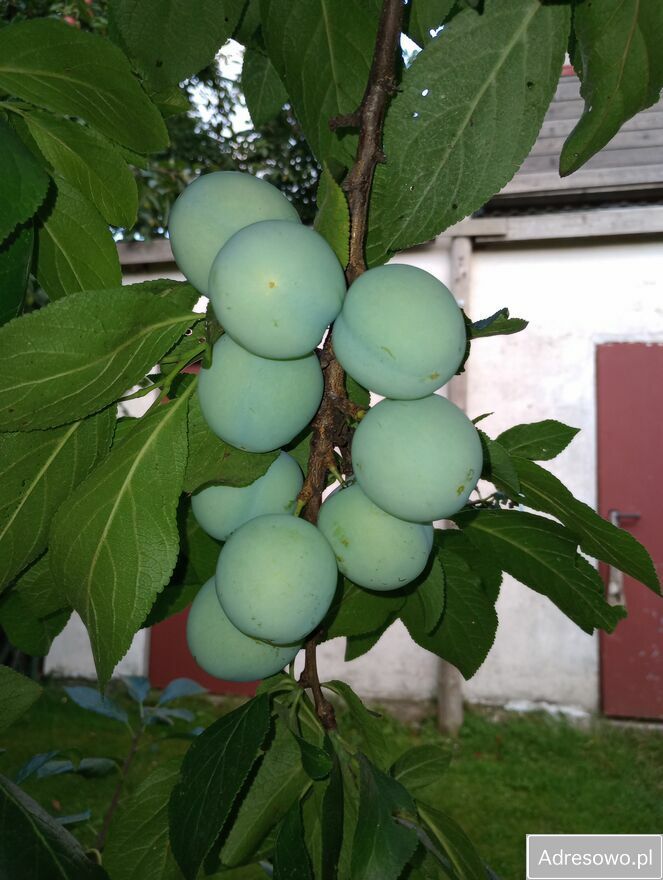 Działka budowlana Piława Górna, ul. Stefana Okrzei. Zdjęcie 9
