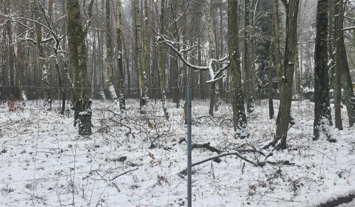 Działka budowlana Zofiówka, ul. Cienista