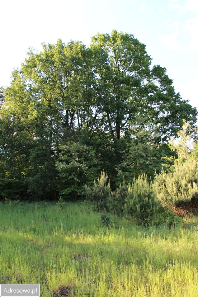 Działka Troniny. Zdjęcie 13